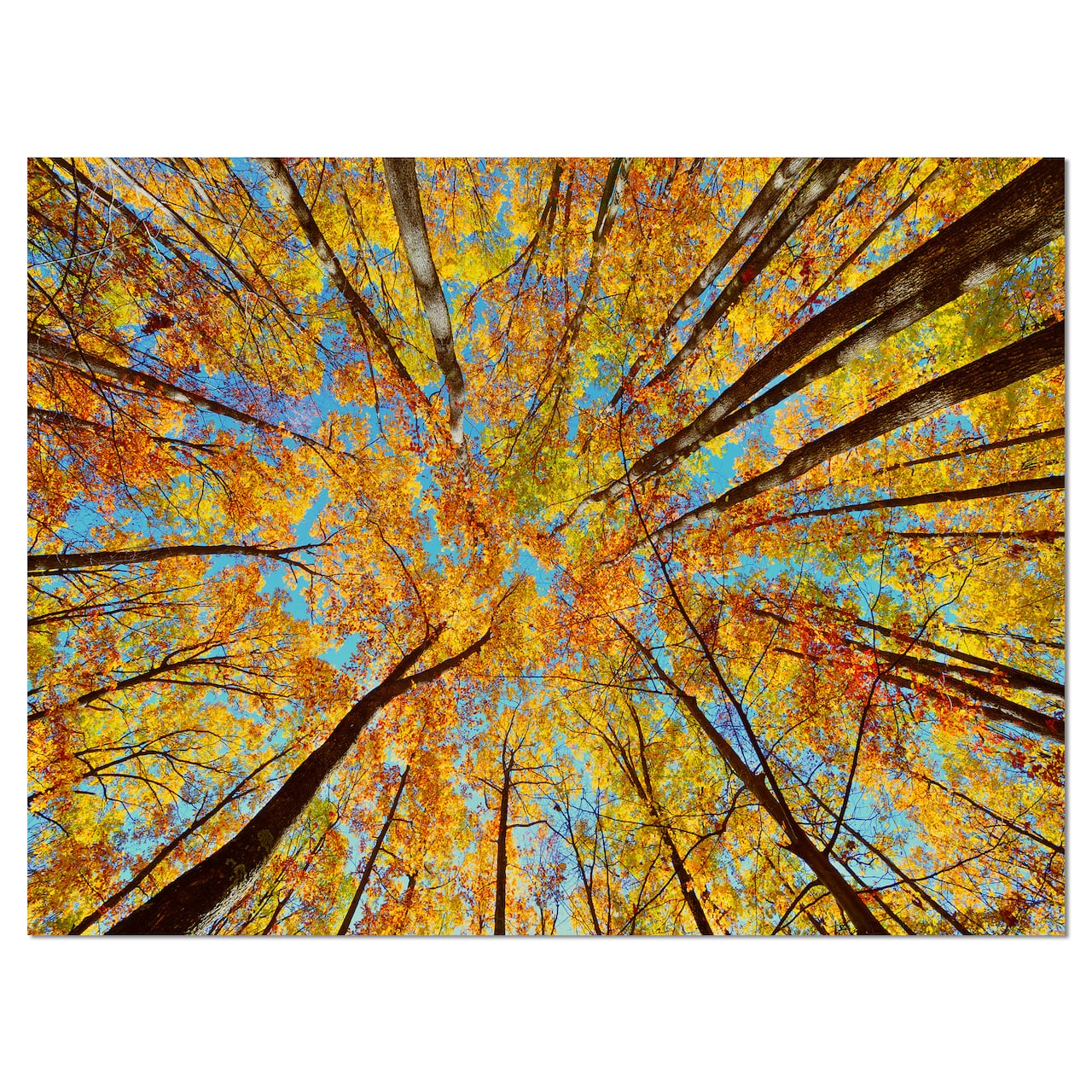 Designart - Tree Tops in Autumn Forest - Forest Canvas Art Print